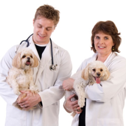 Dog Health Insurance To Protect Your Pet All The Times