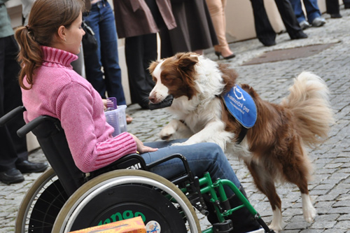 How Can Pets Help Handicapped People