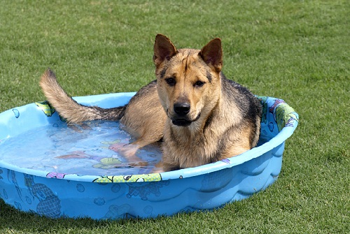 Hot Weather Tips for Your Pets