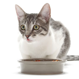 Cat Food and Nutrition Facts