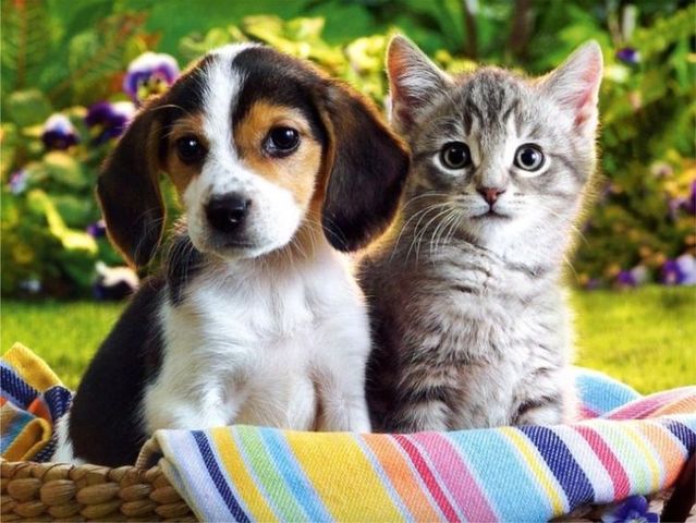 Flea Treatment for Dogs and Cats