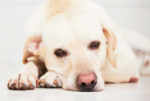 5 Ways to Identify Depression in Pets