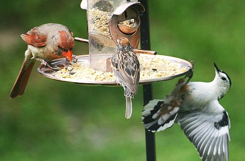 How To Attract The Birds With A Bird Feeder?