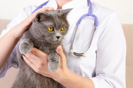 Different Ways to tell if Your Cat is Sick