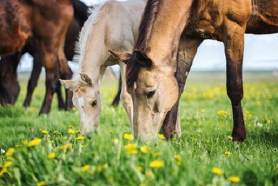 Know About the Top 10 Horse Breeds