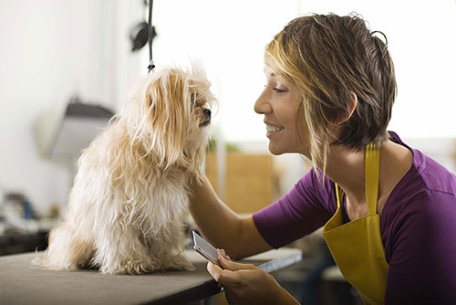 Puppy Grooming Tips