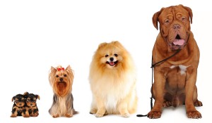 Dog Breeds By Size