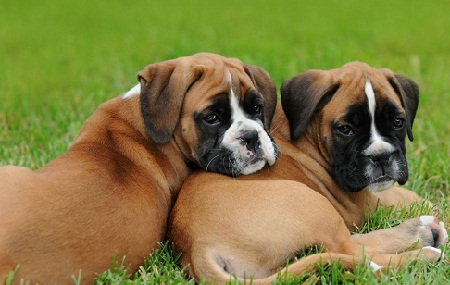 Boxer Dogs