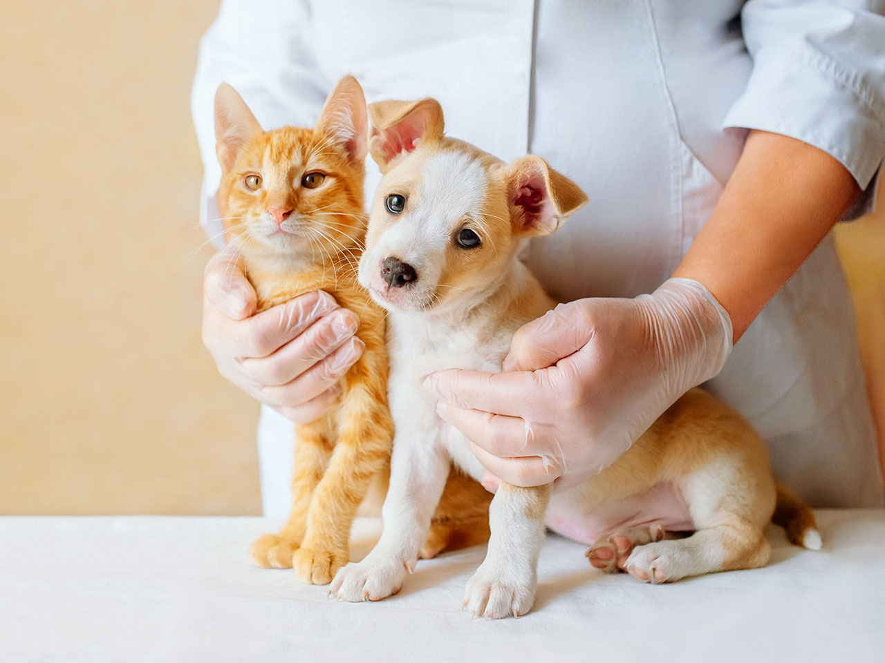 Care of Pets with Best Products