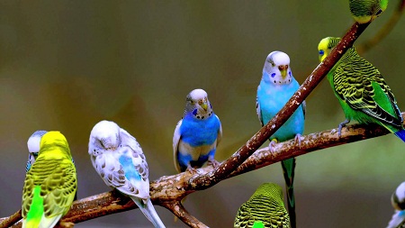How to Take Care of Budgie Birds