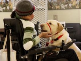 How Do Dogs Help People with Disabilities