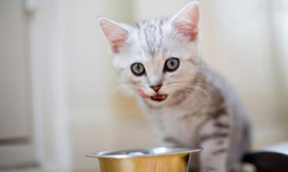 How Much to Feed a Kitten