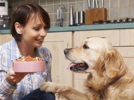 How to Choose Best Dog Foods