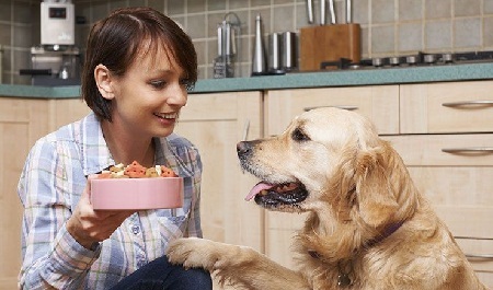 How to Choose Best Dog Foods 