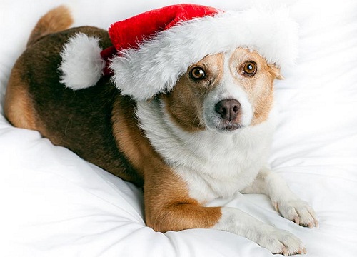 Holiday Pet Tips