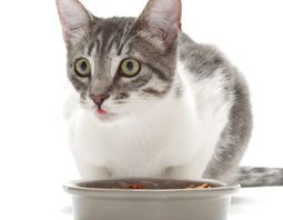 Cat Food and Nutrition Facts