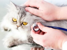 Common Cat Illnesses