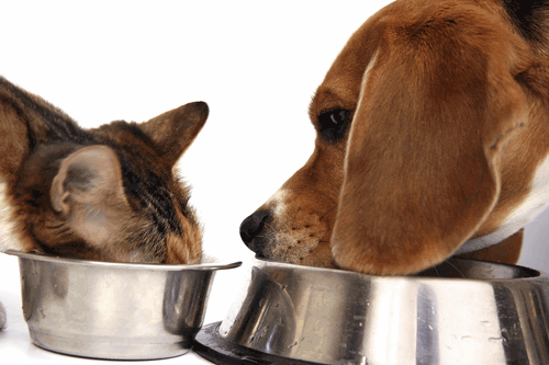 Dog and Cat Nutrition