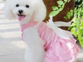 dog dresses for wedding