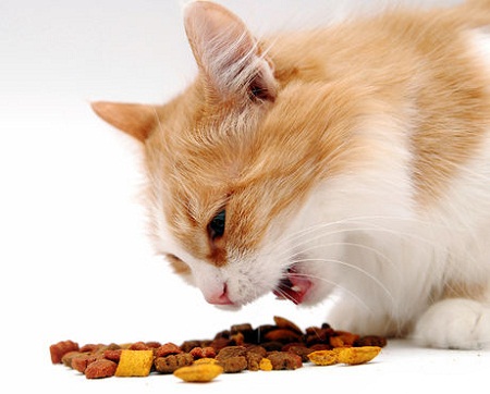 Best Food for Cats