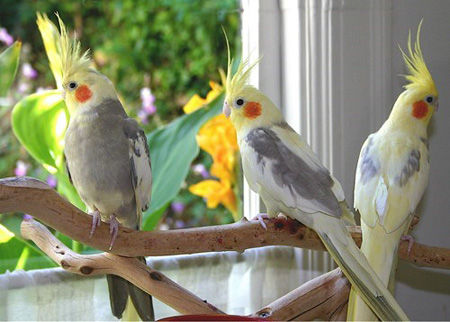 Information about Cockatiels as Pets