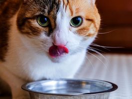 Food for Diabetic Cats