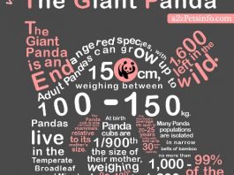 Most Interesting Things About Giant Panda