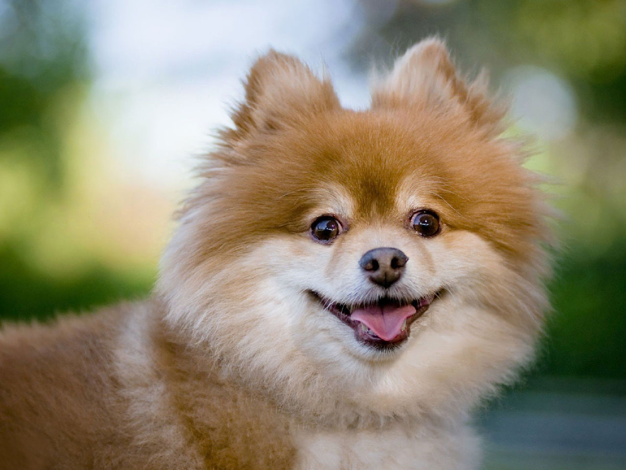 Pomeranian | Small Dogs for Adoption