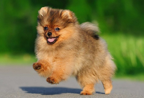 Pomeranians or the Toy Breed