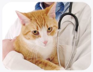 Cat Illness Symptoms