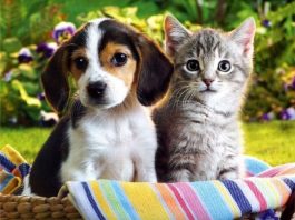 Flea Treatment for Dogs and Cats