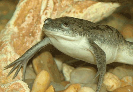 African Clawed Frog Diseases