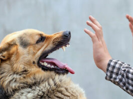 Tips-to-control-the-dog-biting-behavior