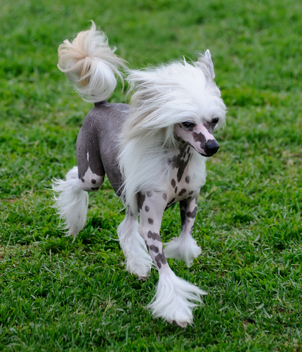 Chinese Crested Dogs | Chinese Crested | Pinterest | Dog 