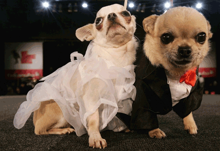 Dog Wedding Dresses