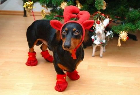 Dog Christmas Costume - Reindeer