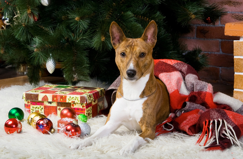 Dog Safety Tips during Christmas
