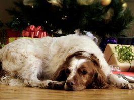 Holiday Safety Tips for Pet Lovers