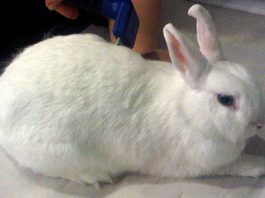 Rabbit Diseases and Treatments