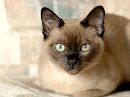 List Of The Most Affectionate Cat Breeds