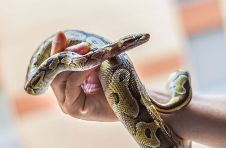 Best Snakes for Pets