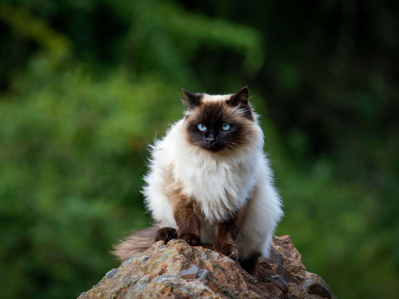 Himalayan cat grooming tips