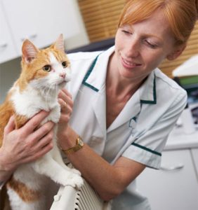 What are the Side Effects of Cat Flu Vaccine