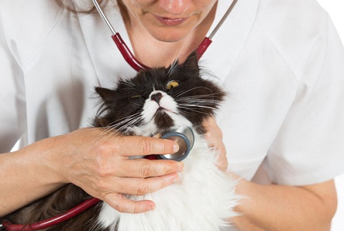 3 Common Health Issues In Cats