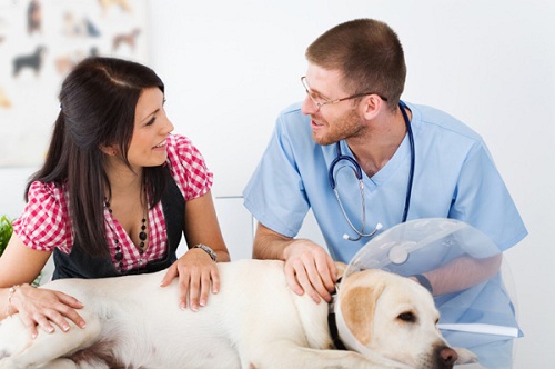 Top 6 Tips to Care for your Dog after Surgery