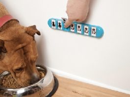 10 Most Intriguing New Dog Products