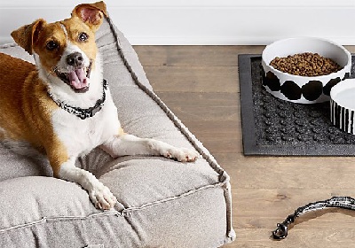 10 Must-have Dog Accessories