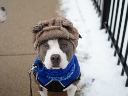 How to Help Pets Survive the Chilly Winters