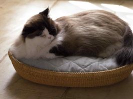 Know How to Choose the Right Cat Furniture