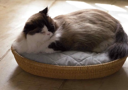 Know How to Choose the Right Cat Furniture